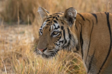 Wildlife Conservation: 10 Benefits & Real Cases